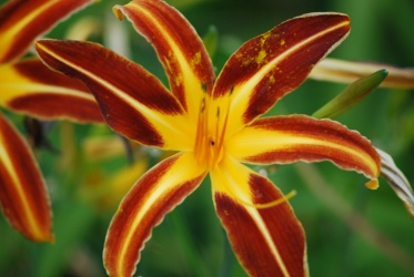 Planten un Blomen